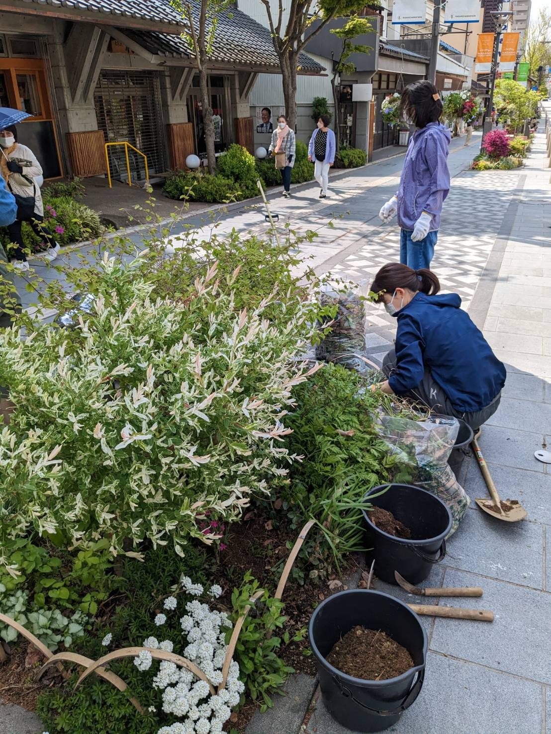 善光寺表参道の植栽帯への植え付け作業を行いました! | 信州地域デザインセンター(UDC信州) | UDC信州