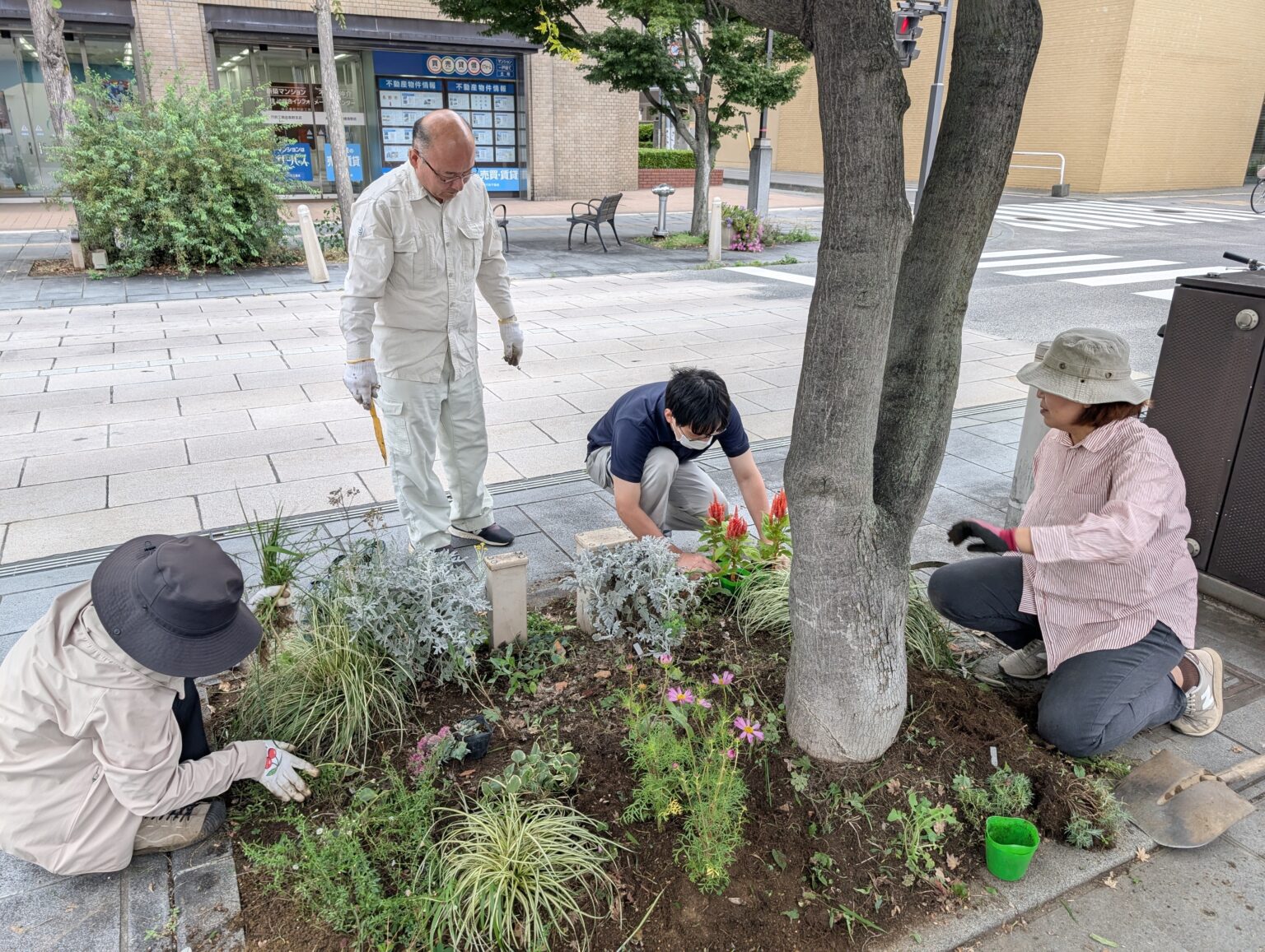 秋の、善光寺表参道の植栽帯の植え付けを行いました!(2025年秋) | 信州地域デザインセンター(UDC信州) | UDC信州
