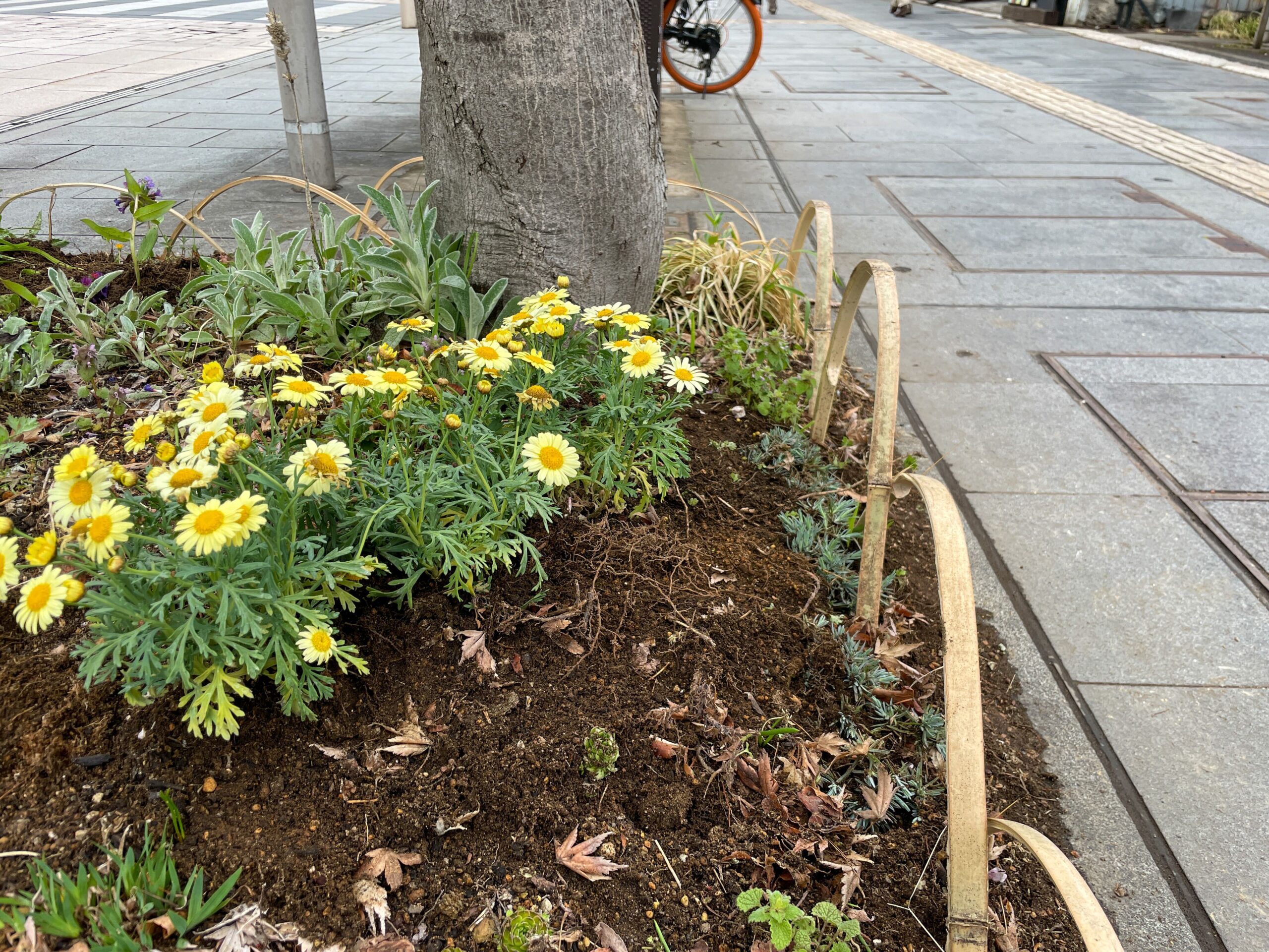 植栽帯への植え付け作業を行いました! | 信州地域デザインセンター(UDC信州) | UDC信州